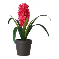 Van Cranenbroek Plant C 4 assorti aanbieding