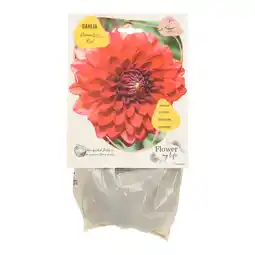 Van Cranenbroek Dahlia Flower my life deco red aanbieding