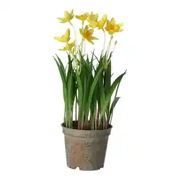 Van Cranenbroek Bloem narcis geel 26 cm aanbieding