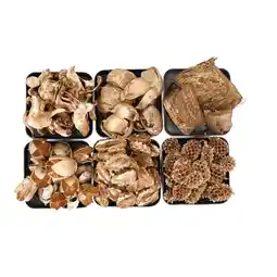 Van Cranenbroek Exotische mix natuur goud 6 x 6 x 14 cm aanbieding