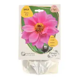 Van Cranenbroek Dahlia flower my life mignon pink aanbieding
