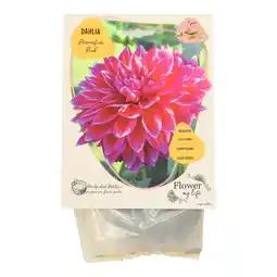 Van Cranenbroek Dahlia flower my life deco pink aanbieding