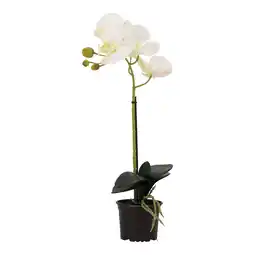 Van Cranenbroek Orchidee 38 cm wit aanbieding