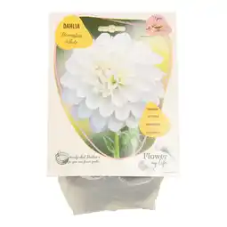 Van Cranenbroek Dahlia flower my life deco white aanbieding