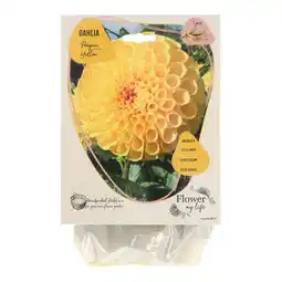 Van Cranenbroek Dahlia flower my life pompon yellow aanbieding