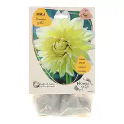 Van Cranenbroek Dahlia flower my life deco yellow aanbieding