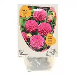 Van Cranenbroek Dahlia flower my life pompon pink aanbieding