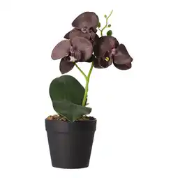 Van Cranenbroek Orchidee in pot zwart perzik rood - assorti aanbieding