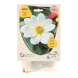 Van Cranenbroek Dahlia flower my life mignon white aanbieding