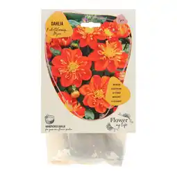 Van Cranenbroek Dahlia flower my life vlinders aanbieding