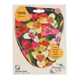Van Cranenbroek Tigridia Pavonia mix 30 stuks aanbieding