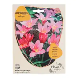 Van Cranenbroek Zephyranthus Robustus 30 stuks aanbieding