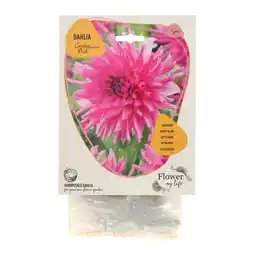 Van Cranenbroek Dahlia flower my life cactus pink aanbieding