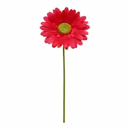 Van Cranenbroek Gerbera fuchsia 50cm aanbieding
