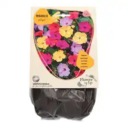 Van Cranenbroek Mirabilis Jalapa 7 stuks aanbieding