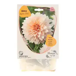Van Cranenbroek Dahlia flower my life supreme creme aanbieding