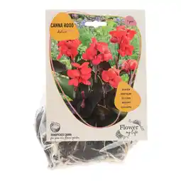 Van Cranenbroek Canna donkerrood 3 stuks aanbieding
