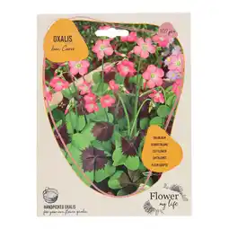 Van Cranenbroek Oxalis Deppei Iron Cross 100 stuks aanbieding