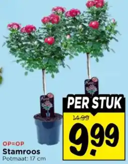Vomar Voordeelmarkt Stamroos aanbieding
