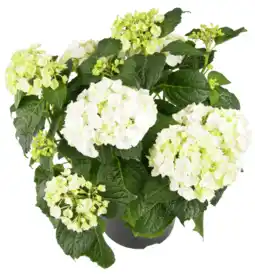 Dekamarkt Hortensia per bos aanbieding