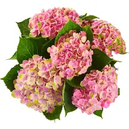 Dekamarkt Hortensia per bos aanbieding