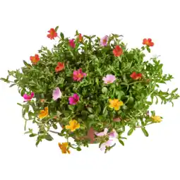 Dekamarkt Portulaca p17 aanbieding