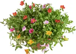 Dekamarkt Portulaca p17 aanbieding