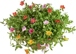 Dekamarkt Portulaca p17 aanbieding