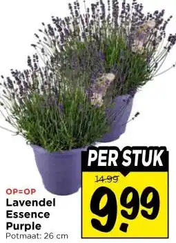 Vomar Voordeelmarkt Lavendel Essence Purple aanbieding