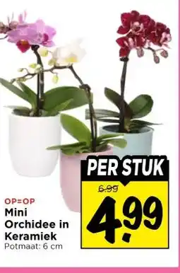 Vomar Voordeelmarkt Mini Orchidee in Keramiek aanbieding