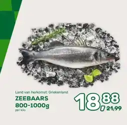 Amazing Oriëntal ZEEBAARS aanbieding