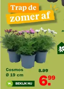 Welkoop Cosmos 019 cm aanbieding