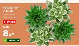 Welkoop Vetplanten Ø 12 cm aanbieding