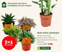 Welkoop Alle mini plantjes aanbieding