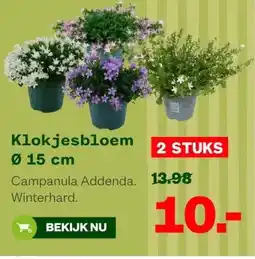 Welkoop Klokjesbloem Ø 15 cm aanbieding