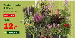 Welkoop Vaste planten Ø 17 cm aanbieding