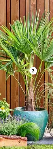 Intratuin Chinese waaierpalm aanbieding