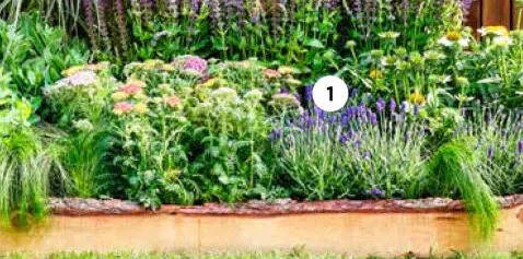 Vaste planten aanbieding bij Intratuin