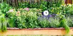Intratuin Vaste planten aanbieding