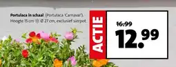 Intratuin Portulaca in schaal aanbieding
