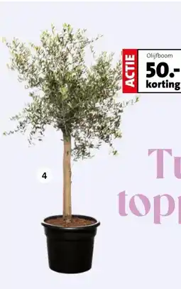 Intratuin Olijfboom aanbieding