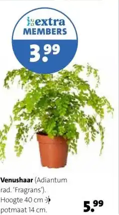 Intratuin Venushaar aanbieding