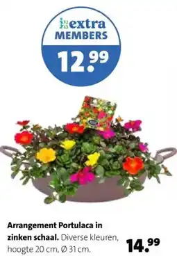 Intratuin Arrangement Portulaca in zinken schaal. aanbieding