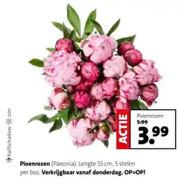 Intratuin Pioenrozen aanbieding