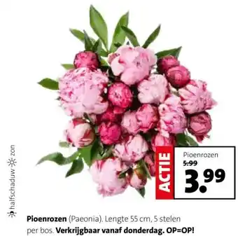 Pioenrozen