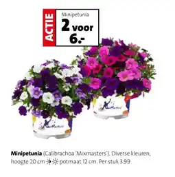 Intratuin Minipetunia aanbieding