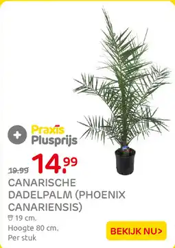 Praxis Canarische dadelpalm aanbieding