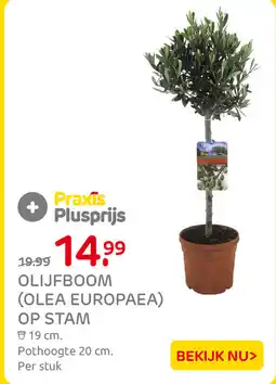 Praxis Olijfboom op stam aanbieding