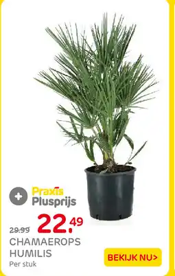 Praxis Chamaerops humilis aanbieding
