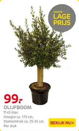 Praxis Olijfboom aanbieding